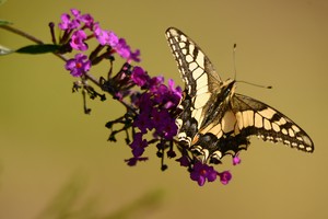 Gruß aus dem letzten Sommer