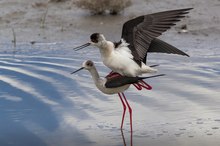 Paarung der Stelzenläufer (Himantopus himantopus)