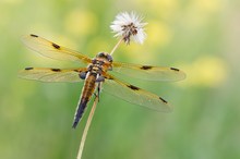 Libellula quadrimaculata