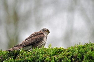 Komischer Vogel