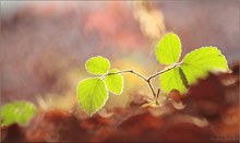 an einem Herbstsonntag im November