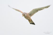 Rüttelflug im Regen.......