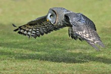 fliegender Kauz   (Strix nebulosa)