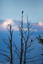 Ein Baum für jeden