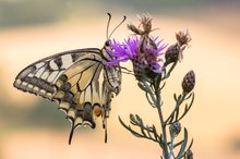 Schwalbenschwanz, (Papilio machaon)