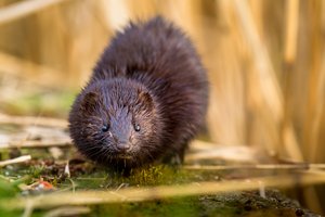 Mink (Neovison vison)