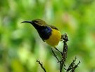 Grünrückennektarvogel - Olive-backed Sunbird