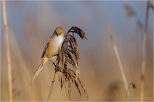 Bartmeise (Panurus biarmicus)