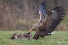 Im Kreislauf der Natur