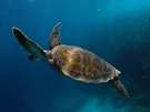 Grüne Meeresschildkröte oder Suppenschildkröte