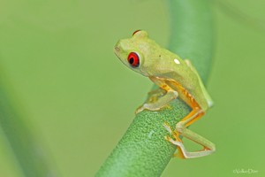 Hohoho, der  Weihnachtsfrosch ...