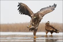 Seeadler