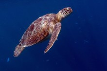 Grüne Meeresschildkröte II