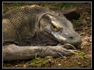 Komodowaran