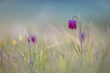 Frühlingsblume zu Weihnachten