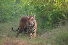 Früher Morgen im Kanha National Park  - Tigerin