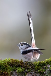 Schwänzchen in die Höh´.