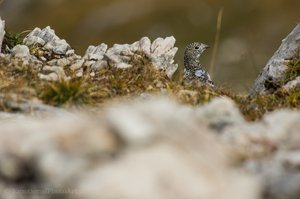 Herbstliches Schneehuhn