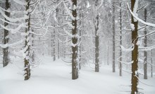 Winterwald