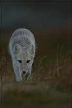 Arctic Fox