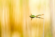 Hyla arborea