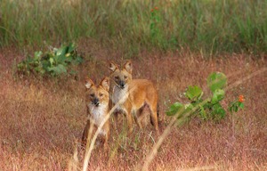 Cuon alpinus - der Indische Rothund