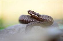 Vipera Berus