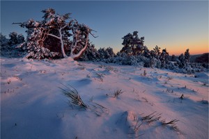 Winter in der Wachholderheide