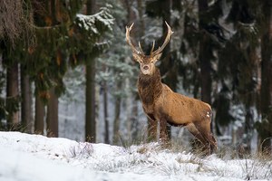 Rothirsch im Schnee