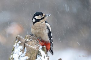 Buntspecht im Schneetreiben