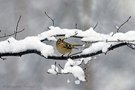 Winter Goldhähnchen