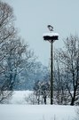 Die wohl grössten Eisvögel