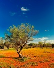 Mallee after the rain