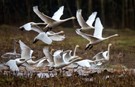 Singschwäne starten vorm dunklen Wald...