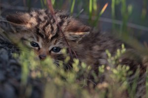 Junge Wildkatze