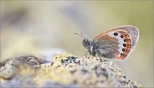 "Alpen-Wiesenvögelchen(Coenonympha gardetta)"