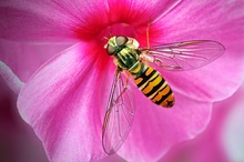 Schwebi auf Blüte