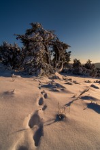 In der Wacholderheide...