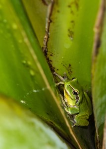 Mittelmeer-Laubfrosch (Hyla meridionalis)