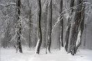 frozen forest