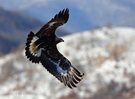 Steinadler / Aquila chrysaetos/