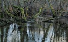 Am Rhin