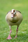 Nilgans (Alopochen aegyptiacus)