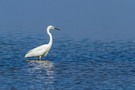 Silberreiher (Ardea alba)