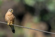 Palmfalke (Falco palmunculus)