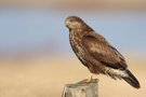 Bussard im Morgenlicht