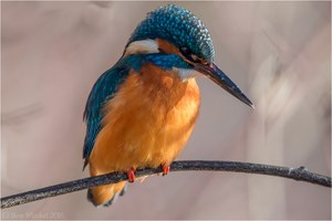 Eisvogel (Alcedo atthis)