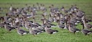 Leider ist es bei größeren Gänse"mengen"...