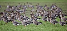 Leider ist es bei größeren Gänse"mengen"...