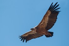 Gänsegeier (Gyps fulvus)